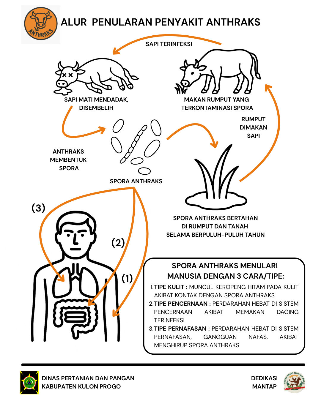 Alur Penularan Penyakit Anthraks